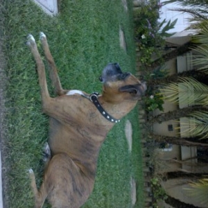 maxgrass