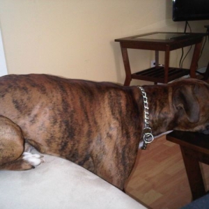 Diesel
