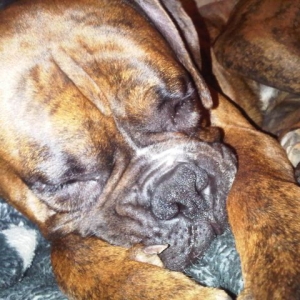 Diesel