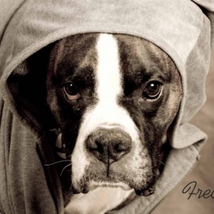 Gangsta Fred