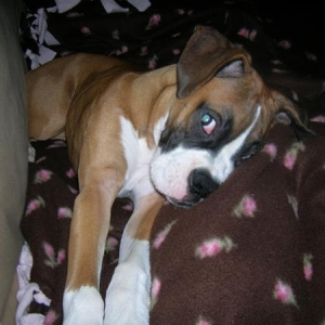 Bella being a ham.