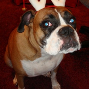 Christmas Bella!