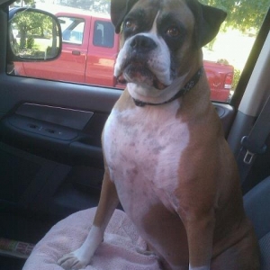 Bella loves car rides!