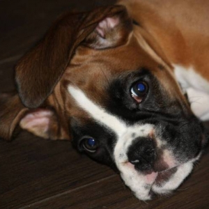 Zena at around 6 months old
