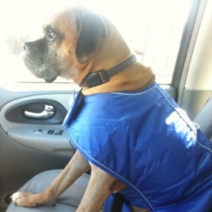 Max in the Trailblazer