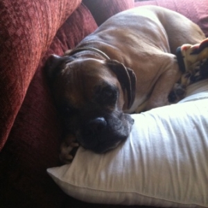Max and his pillow