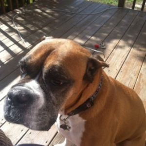 Sweet Sadie