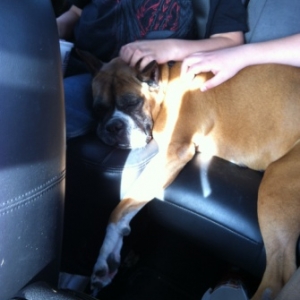 Pooped puppy
