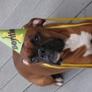 Bentley's 1st Birthday