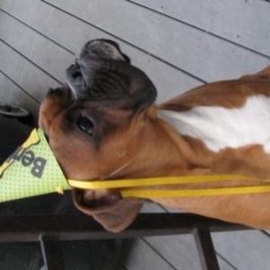 Bentley is 1