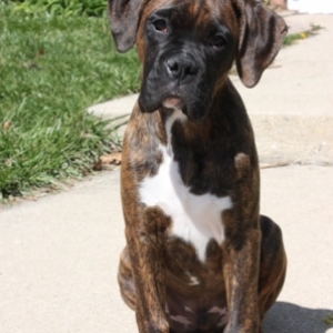 Odin, 15 weeks