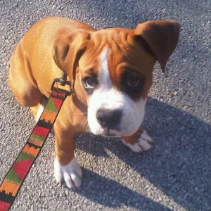 Nesta on leash
