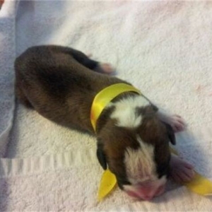 I introduce you Sonny!