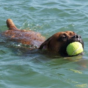 Butch and his favorite ball