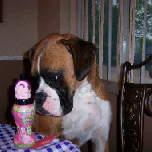 Gunner staring at bottle