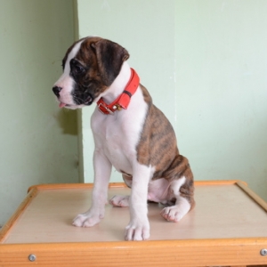 Spike at 8 wks
