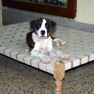 On his bed, at 12 wks.