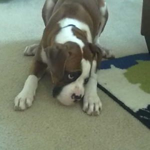 Rowdy2