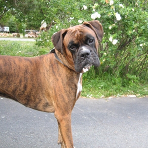 Onyx