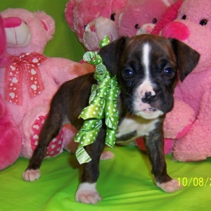 Petunia around 1 month