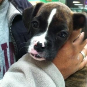 Petunia 2 months