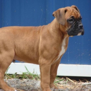 A_Rocky_At_9_Weeks