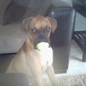 brody_tennis_ball