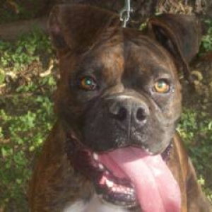 is this a boxer?