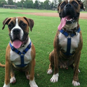 sassy & rocky