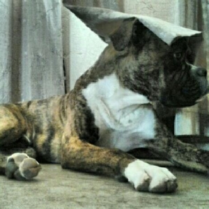 silly rocky