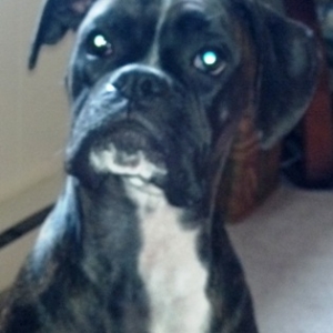 Did you say treat?