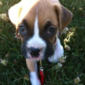 Roxie_Up_close