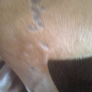 Skin Issues - Back Left Leg