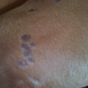 Skin Issues - Back Left Leg Again