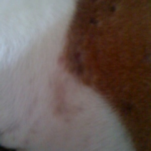 Skin Issues - Left Side of neck