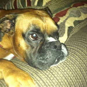 Evander again