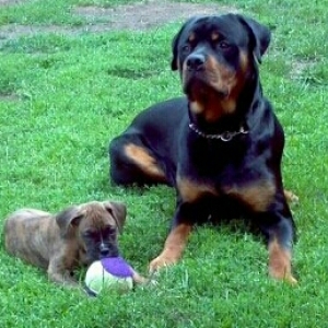 jack and his best friend Alfie the Rottie