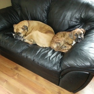 Sadie and Jack chillin