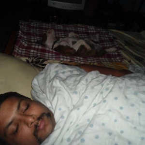shehzada