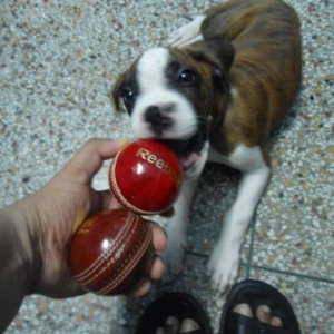 shehzada