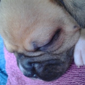 Lil Lily
