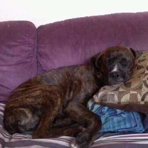 Tyson Sleeping
