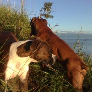 Hiking_up_Kincaid_Bluff_with_Lily_and_Ginger_sml1