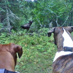 Ginger_Lily_and_the_Bull_Moose08-16-12