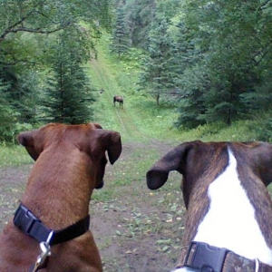 Boxers_cow_Moose_and_Calf08-16-11