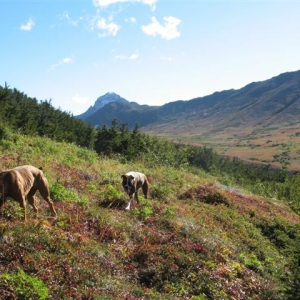 Alpine_meadow_walk_09-09-12