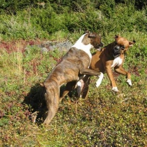 Alpine_meadow_boxer_play