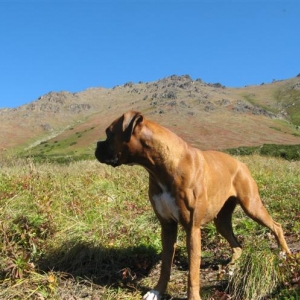 Ginger_taking_a_break