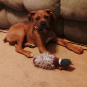 my ducky