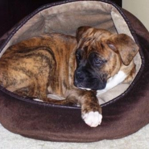 I stole the cats bed!